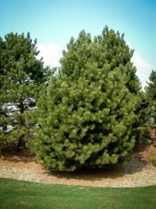 Сосна Чёрная (Pinus Nigra) купить по цене от 270.00р. в интернет-магазине «Посадика» с доставкой почтой в в Лениногорске и по всей России – [изображение №1].