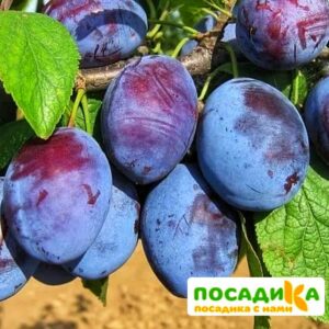 Слива Чачакская ранняя купить по цене от 229.00р. в интернет-магазине «Посадика» с доставкой почтой в в Лениногорске и по всей России – [изображение №1].