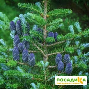 Пихта корейская (Abies koreana) купить по цене от 450.00р. в интернет-магазине «Посадика» с доставкой почтой в в Лениногорске и по всей России – [изображение №1].