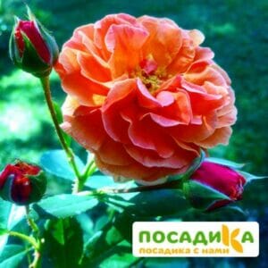 Роза Арабия купить по цене от 350.00р. в интернет-магазине «Посадика» с доставкой почтой в в Лениногорске и по всей России – [изображение №1].