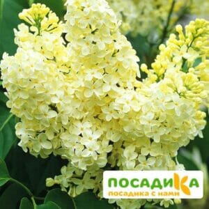 Сирень Примроуз (Primrose) купить по цене от 529.00р. в интернет-магазине «Посадика» с доставкой почтой в в Лениногорске и по всей России – [изображение №1].