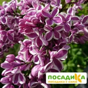 Сирень Сенсация купить по цене от 529.00р. в интернет-магазине «Посадика» с доставкой почтой в в Лениногорске и по всей России – [изображение №1].