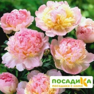 Пион Распберри Сандей (Paeonia Raspberry Sundae) купить по цене от 959р. в интернет-магазине «Посадика» с доставкой почтой в в Лениногорске и по всей России – [изображение №1].