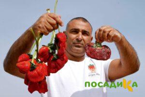 Клубника Гигант Джорнея купить по цене от 266р. в интернет-магазине «Посадика» с доставкой почтой в в Лениногорске и по всей России – [изображение №1].