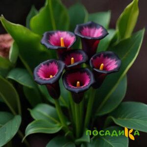 Калла Аура Лейс купить по цене от 400р. в интернет-магазине «Посадика» с доставкой почтой в в Лениногорске и по всей России – [изображение №1].