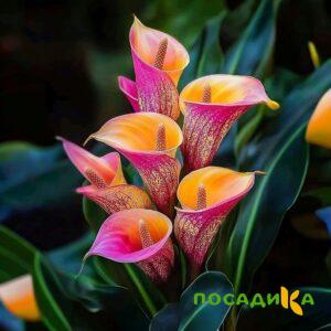 Калла Оникс купить по цене от 450р. в интернет-магазине «Посадика» с доставкой почтой в в Лениногорске и по всей России – [изображение №1].