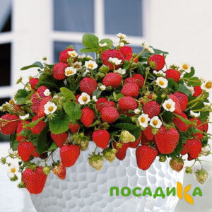 Клубника Рубиновый Шепот (горшечная) купить по цене от 240р. в интернет-магазине «Посадика» с доставкой почтой в в Лениногорске и по всей России – [изображение №1].