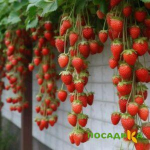 Клубника вьющаяся Комплимент купить по цене от 470р. в интернет-магазине «Посадика» с доставкой почтой в в Лениногорске и по всей России – [изображение №1].