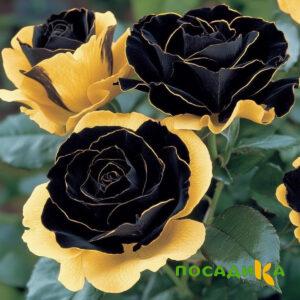 Роза Ханни Сикл купить по цене от 700р. в интернет-магазине «Посадика» с доставкой почтой в в Лениногорске и по всей России – [изображение №1].