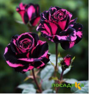 Роза Багровый Шепот купить по цене от 366р. в интернет-магазине «Посадика» с доставкой почтой в в Лениногорске и по всей России – [изображение №1].