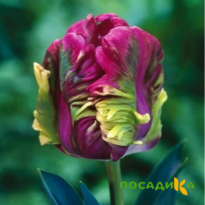 Тюльпан Экзотик Хэвен купить по цене от 186р. в интернет-магазине «Посадика» с доставкой почтой в в Лениногорске и по всей России – [изображение №1].