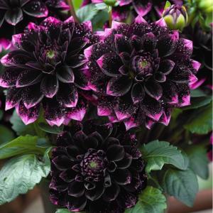 Георгин Лаванда Лейс купить по цене от 679р. в интернет-магазине «Посадика» с доставкой почтой в в Лениногорске и по всей России – [изображение №1].