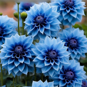 Георгин Вижапе купить по цене от 699р. в интернет-магазине «Посадика» с доставкой почтой в в Лениногорске и по всей России – [изображение №1].